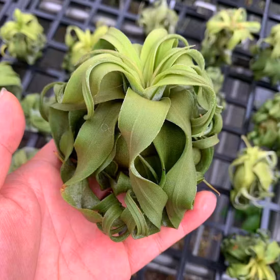 Tillandsia The Queen Airplant
