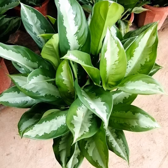 Hotsale Foliage Aglaonema Yali Queen