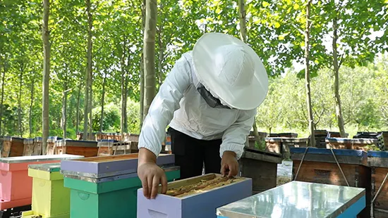 5 Frame Nuc Box Bee Hive Green Nuc Hive Queen Rearing Nucs 